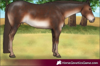 Horse Color:Liver Chestnut 