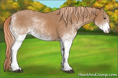 Horse Color:White Spotted Chestnut 