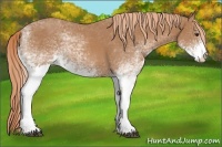 Horse Color:White Spotted Chestnut 