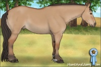 Horse Color:Bay Dun