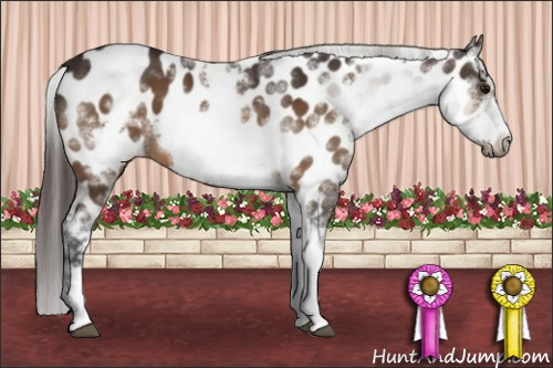 Horse Color:White Spotted Brown Frame Near Leopard
