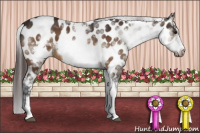 Horse Color:White Spotted Brown Frame Appaloosa 