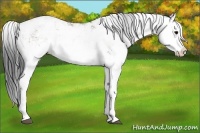 Horse Color:Grullo Sabino Splash  and Grullo Sabino Splash 