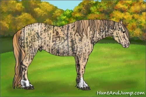 Horse Color:Black  and Gold Champagne 