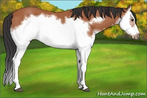 Horse Color:Bay Splash Frame 