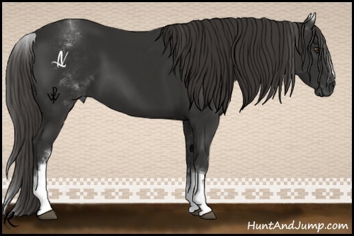 Horse Color:White Spotted Liver Chestnut