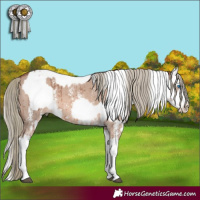 Horse Color:Red Dun Mushroom Sabino Splash Appaloosa Brindle and Red Dun Mushroom Sabino Splash Brindle