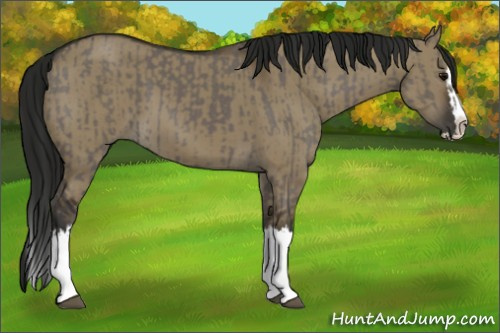 Horse Color:Smoky Grullo Sabino Splash  and Gray Smoky Grullo Sabino Splash 