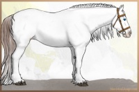 Horse Color:Grullo Sabino Splash Appaloosa  and Grullo Sabino Splash Frame Appaloosa 