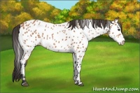 Horse Color:Bay Appaloosa