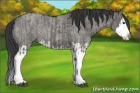 Horse Color:Grullo Roan Sabino Splash and Grullo Roan Sabino Splash Rabicano