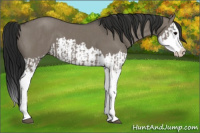 Horse Color:Grullo Sabino Splash and Gray Grullo Sabino Splash