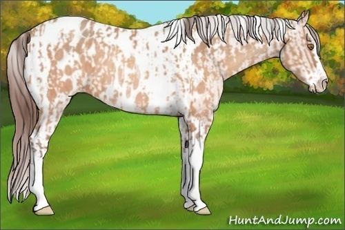 Horse Color:Sable Champagne Sabino Tobiano Blanket and Sable Champagne Sabino Tobiano Blanket