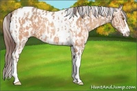 Horse Color:Sable Champagne Sabino Tobiano Blanket  and Sable Champagne Sabino Tobiano Blanket 