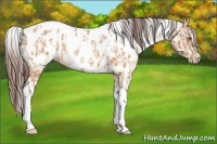 Horse Color:Sable Champagne Sabino Tobiano Appaloosa and Sable Champagne Sabino Tobiano Appaloosa