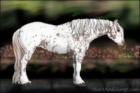 Horse Color:White Spotted Silver Brown Tobiano Appaloosa  and White Spotted Sable Champagne Tobiano Appaloosa 