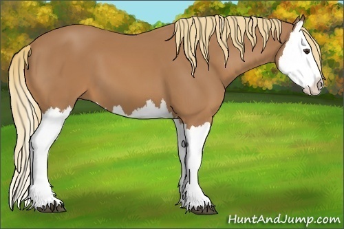 Horse Color:Chestnut Splash