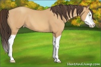 Horse Color:Amber Champagne Splash 