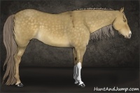 Horse Color:Chocolate Palomino Dun 