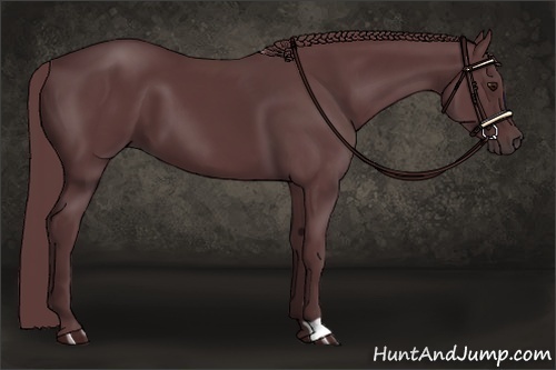 Horse Color:Chocolate Black Chinchilla 