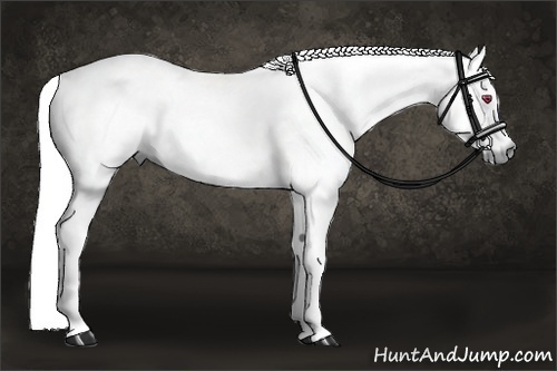 Horse Color:Liver Chestnut Chinchilla 