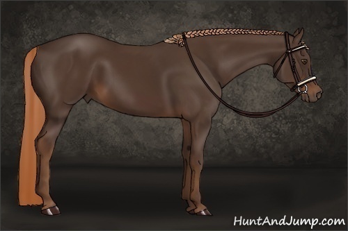 Horse Color:Liver Chestnut