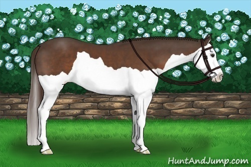 Horse Color:Liver Chestnut Splash 
