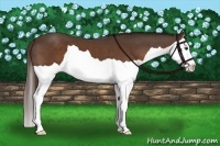 Horse Color:Liver Chestnut Splash