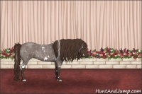 Horse Color:White Spotted Liver Red Roan