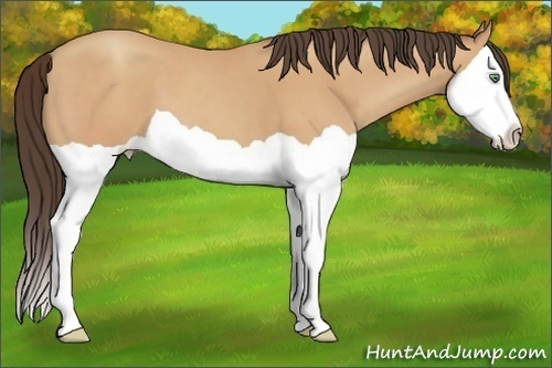 Horse Color:Amber Champagne Splash 