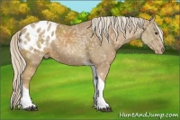 Horse Color:Palomino Ice Tobiano Appaloosa