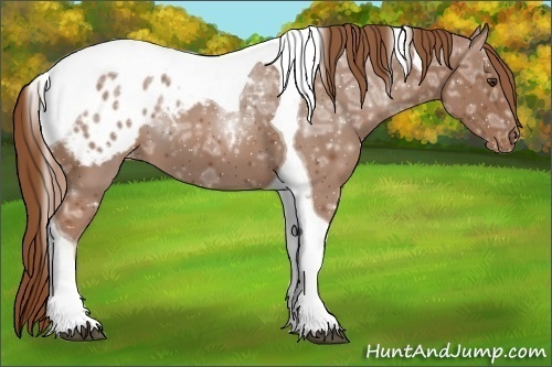 Horse Color:Chestnut Ice Tobiano Appaloosa 