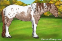 Horse Color:Chestnut Ice Tobiano Appaloosa 