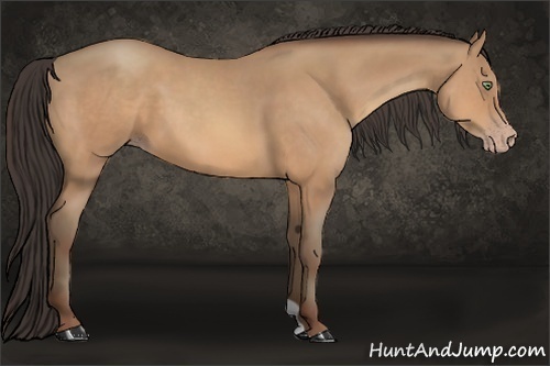 Horse Color:Amber Champagne 