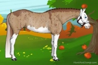 Horse Color:Red Dun Splash Rabicano
