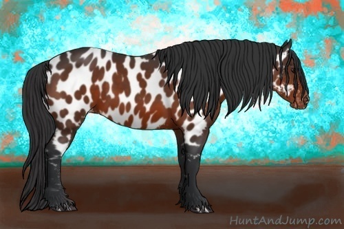 Horse Color:Bay Sabino Appaloosa 