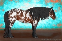 Horse Color:Bay Sabino Appaloosa 