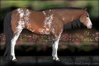 Horse Color:White Spotted Bay 