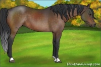 Horse Color:Brown 