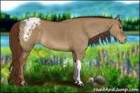 Horse Color:Red Dun Appaloosa 