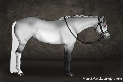 Horse Color:Silver Brown Chinchilla 