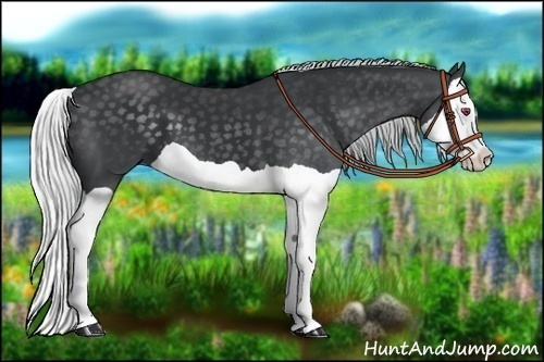 Horse Color:Silver Black Chinchilla Splash 