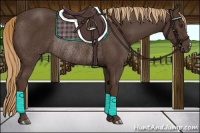 Horse Color:Liver Chestnut Rabicano 