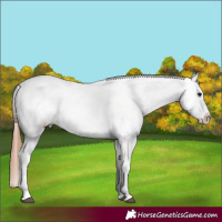 Horse Color:White Spotted Bay Appaloosa 