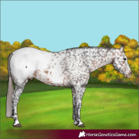 Horse Color:White Spotted Bay Appaloosa