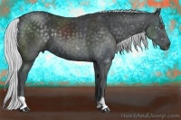 Horse Color:Silver Black Chinchilla 