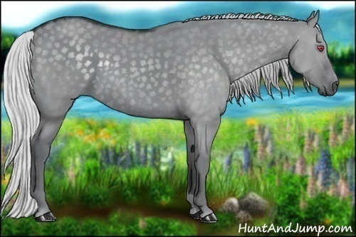 Horse Color:Silver Grullo Chinchilla