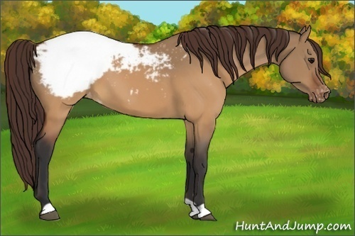 Horse Color:Brown Dun Appaloosa 