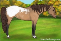 Horse Color:Brown Dun Appaloosa 