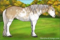 Horse Color:Silver Bay Dun Sabino 